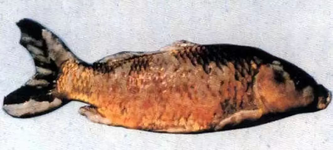 痘瘡病2.jpg