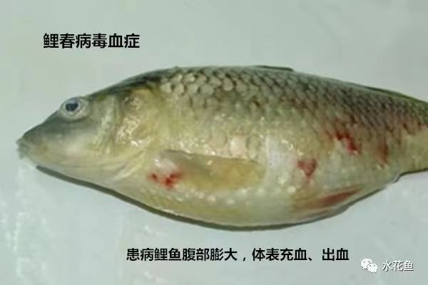 毒血癥.jpg